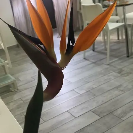 Scuto Pensionat Catania